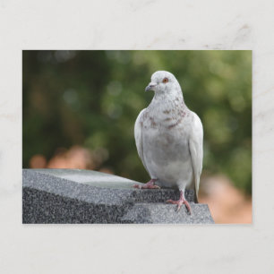 Columba livia domestica briefkaart