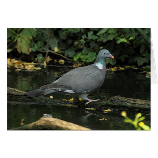 Columba palumbus (Devant Horizontal)
