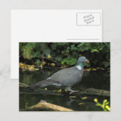 Columba palumbus briefkaart (Voorkant / Achterkant)