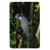 Columba palumbus magneet (Verticaal)