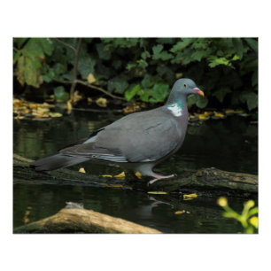 Columba palumbus perfect poster