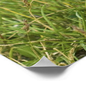 Columbia Ground Squirrel Poster (Hoek)