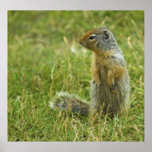 Columbia Ground Squirrel Poster