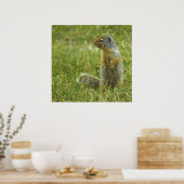 Columbia Ground Squirrel Poster (Keuken)