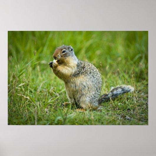 Columbia Ground Squirrel Poster (Voorkant)