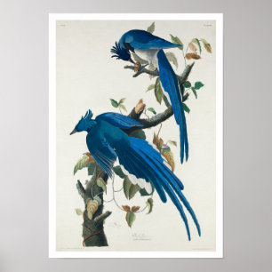 Columbia Jay door Audubon Poster