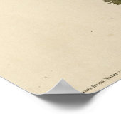 Columbia Jay van de Amerikaanse vogels van Audubon Poster (Hoek)