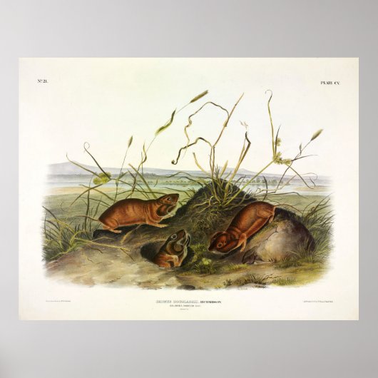 Columbia Pouching-Rat, Northern Pocket Gopher Poster (Voorkant)