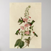 Columbiaanse Hummingvogel Poster (Voorkant)