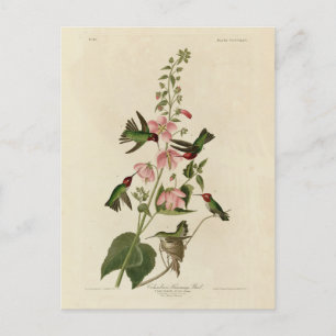 Columbian (Anna's) Humming Bird - Audubon's Birds Briefkaart