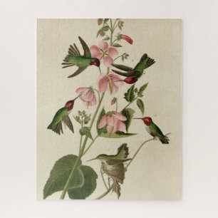 Columbian (Anna's) Humming Bird - Audubon's Birds Legpuzzel