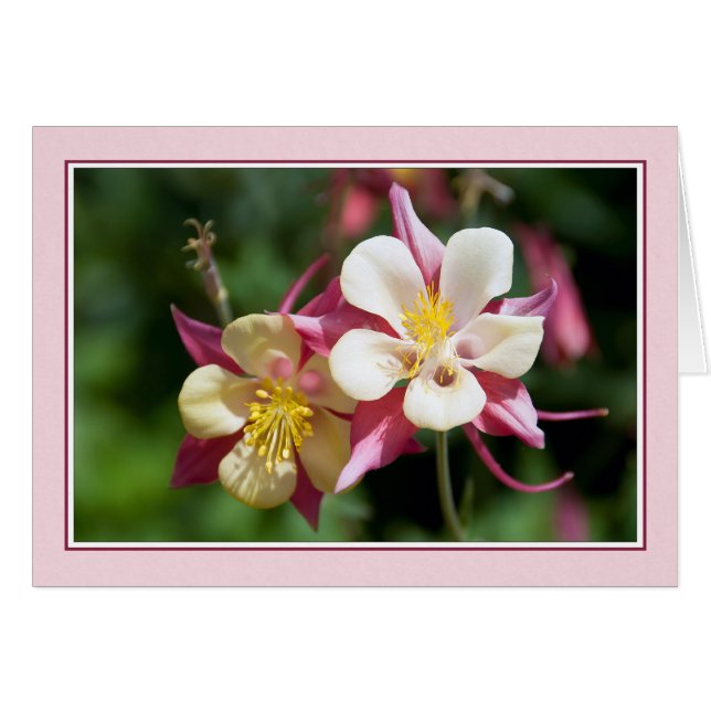 Columbine (Devant horizontal)