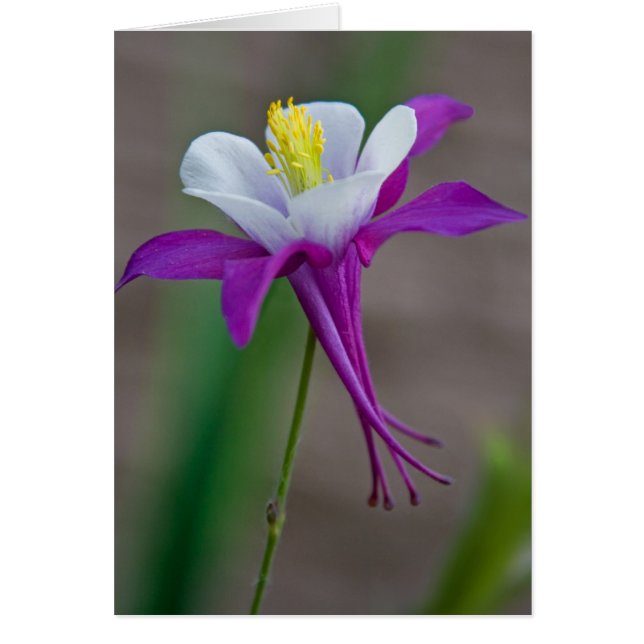 Columbine (Devant)
