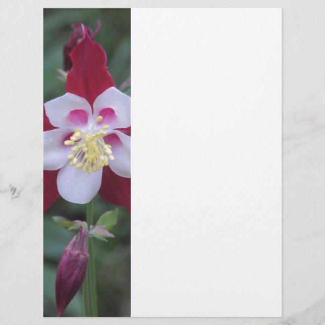 Columbine (Voorkant)