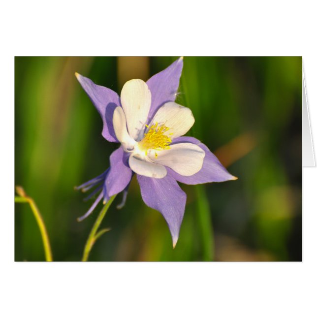 Columbine (Devant horizontal)