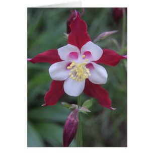 Columbine
