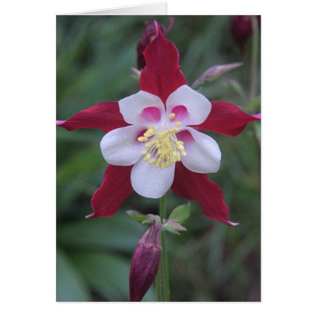 Columbine (Devant)