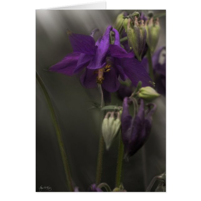 Columbine au soleil (Devant)