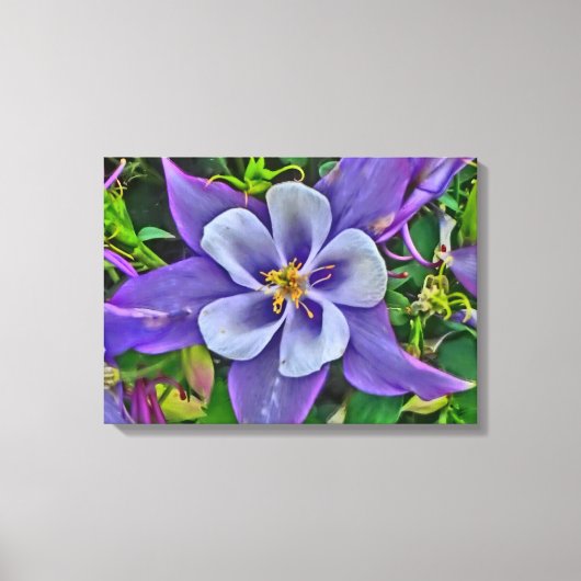 Columbine bloem canvas wrap (Voorkant)
