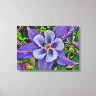 Columbine bloem canvas wrap afdruk