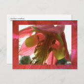 columbine briefkaart (Voorkant / Achterkant)