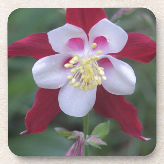 Columbine Drankjes Onderzetter (Voorkant)