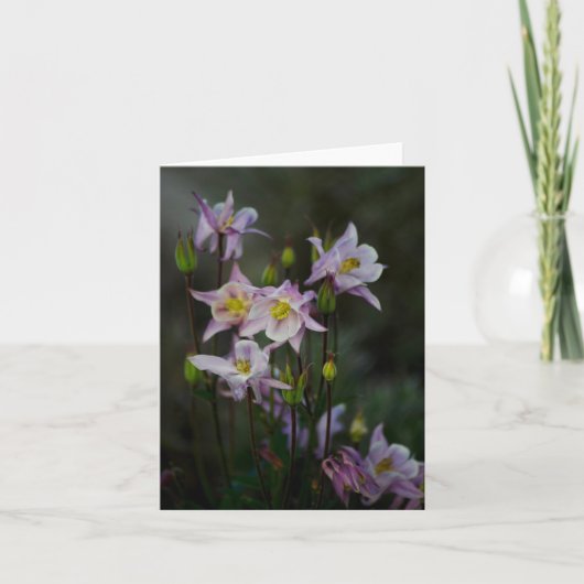 Columbine fleurit la carte de note (Devant)