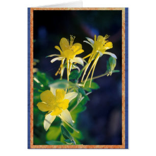 Columbine jaune