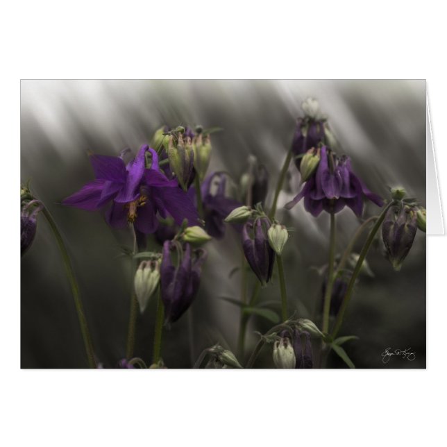 Columbine Mindscape (Devant horizontal)