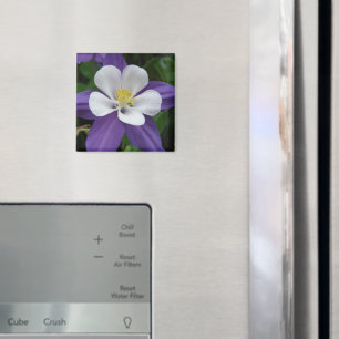 Columbine Paars en White Flower Magnet Magneet