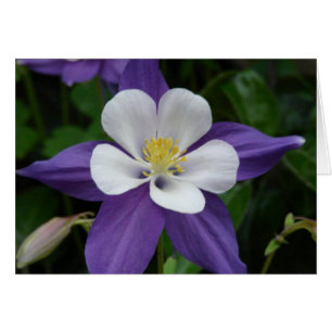 Columbine Purple et White Flower Card