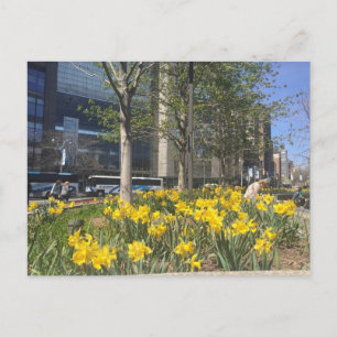 Columbus Circle Daffodils NYC Springtime Briefkaar Briefkaart