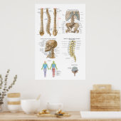 Coluna vertebral, Quiropraxia Poster (Keuken)