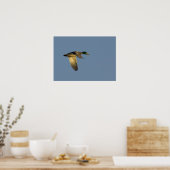 colvert volant dans le ciel ouvert impression sur (Cuisine)