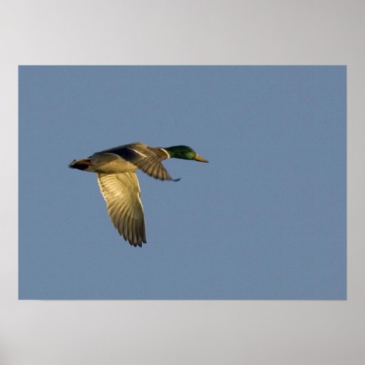 colvert volant dans le ciel ouvert impression sur (Devant)