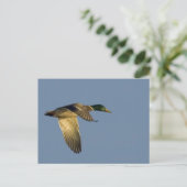 colvert volant dans un ciel ouvert carte postale (Debout devant)