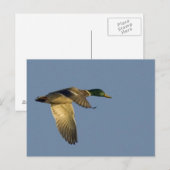 colvert volant dans un ciel ouvert carte postale (Devant / Derrière)