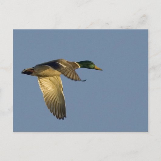 colvert volant dans un ciel ouvert carte postale (Devant)