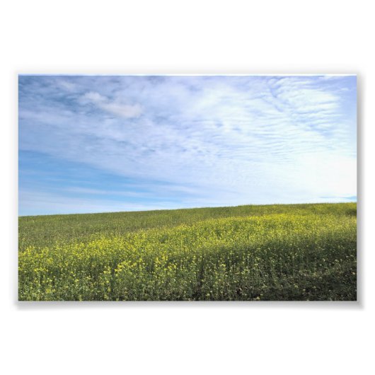 Colza Field - Photo (Devant)