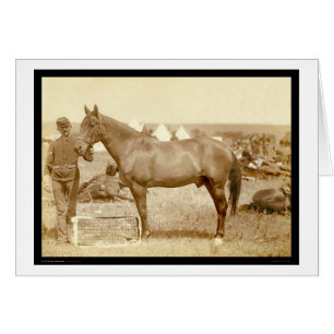 Comanche, écart-type 1887 de cheval d'armée