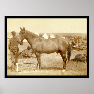 Comanche, landpaard SD 1887 Poster