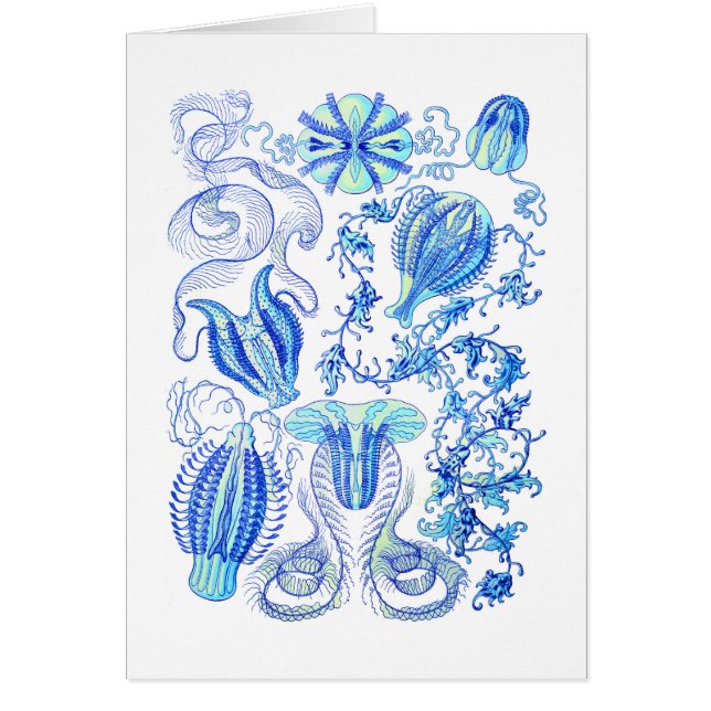 Comb Jellies (Voorkant)