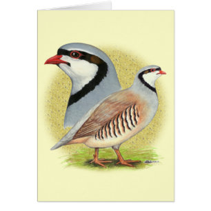 Combo de perdrix de Chukar
