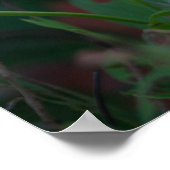 Combretum indicum poster (Hoek)