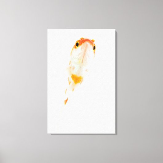 Comet/Comet-tailed goudvis Canvas Afdruk (Voorkant)