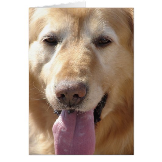 Comet the Golden (Devant)