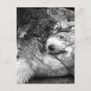 Comfortabele snuze oude Engelse Sheepdog Briefkaart