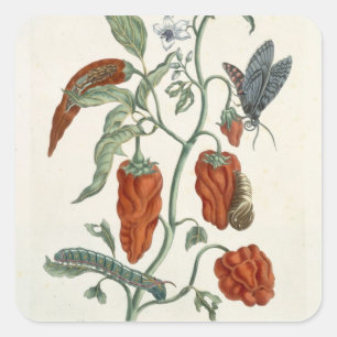 Comfrey uit 'A Curious Herbal', 1782 (color eng Vierkante Sticker