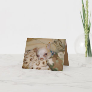 Comfy Chihuahua Folded Note Card