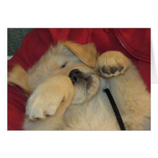 Comfy Golden Pup